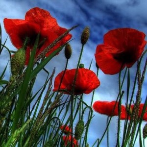 Poppies